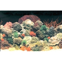 Background - Coral - wc0300